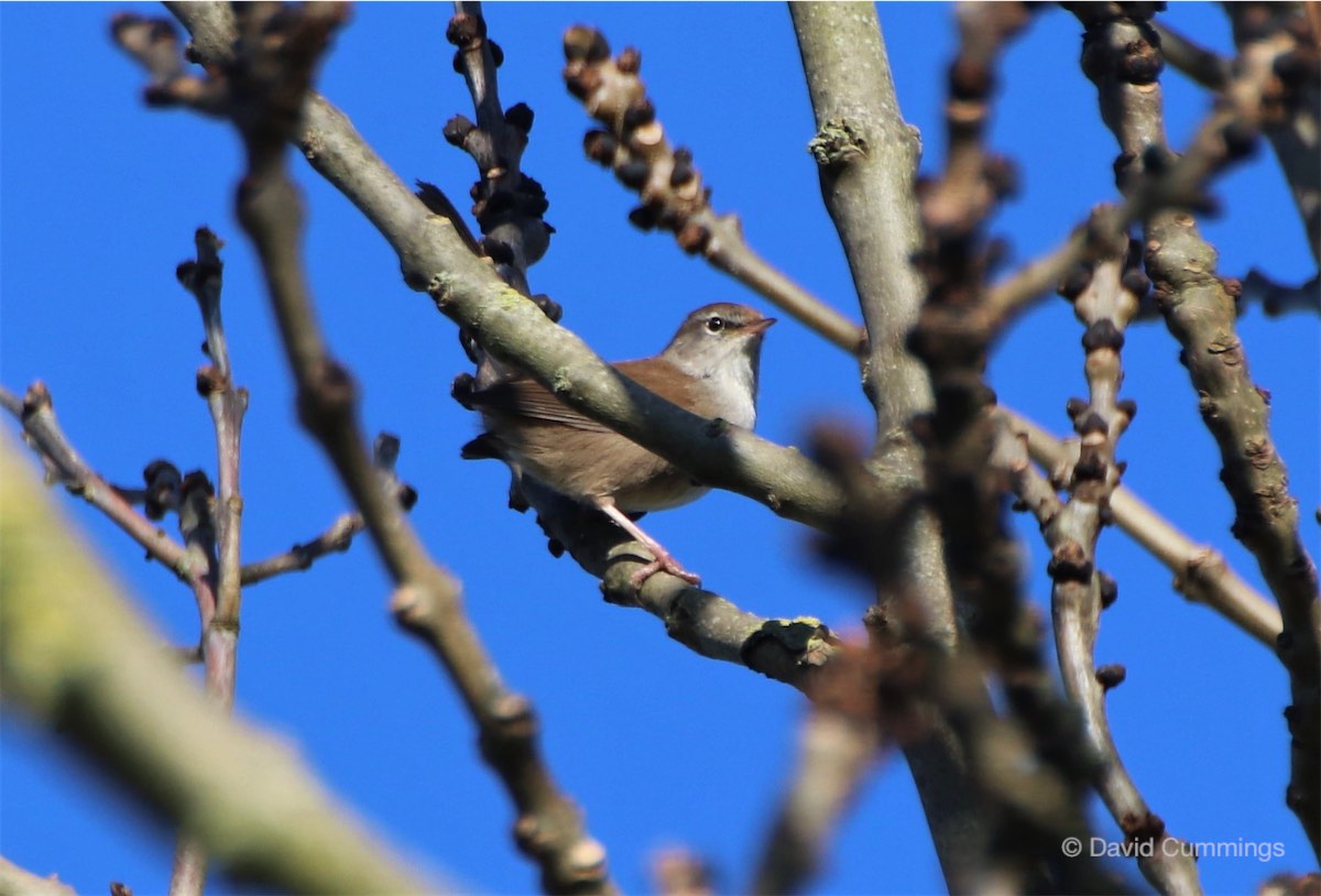 Cettis Warbler