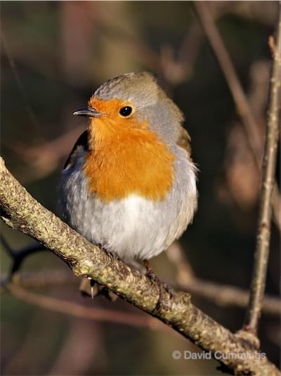  Robin 