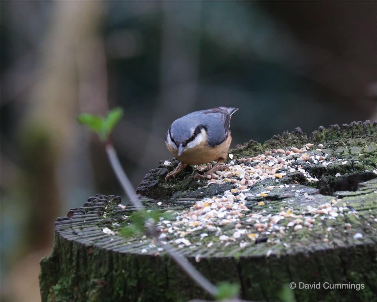 Nuthatch