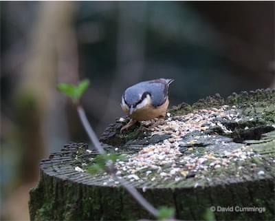  Nuthatch 