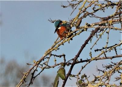  Kingfisher at Croft Close 
