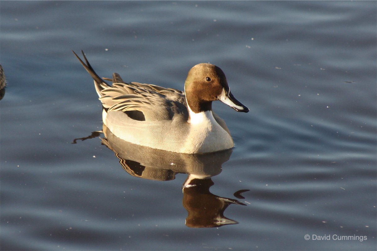 Pintail Duck