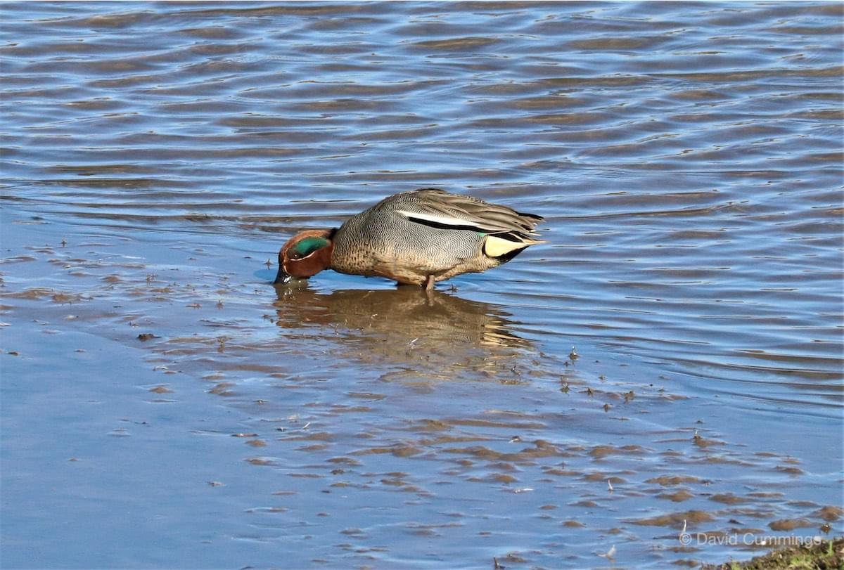 Teal Feeding