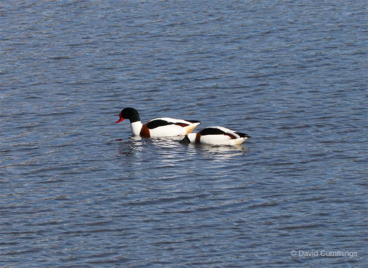 Shelducks