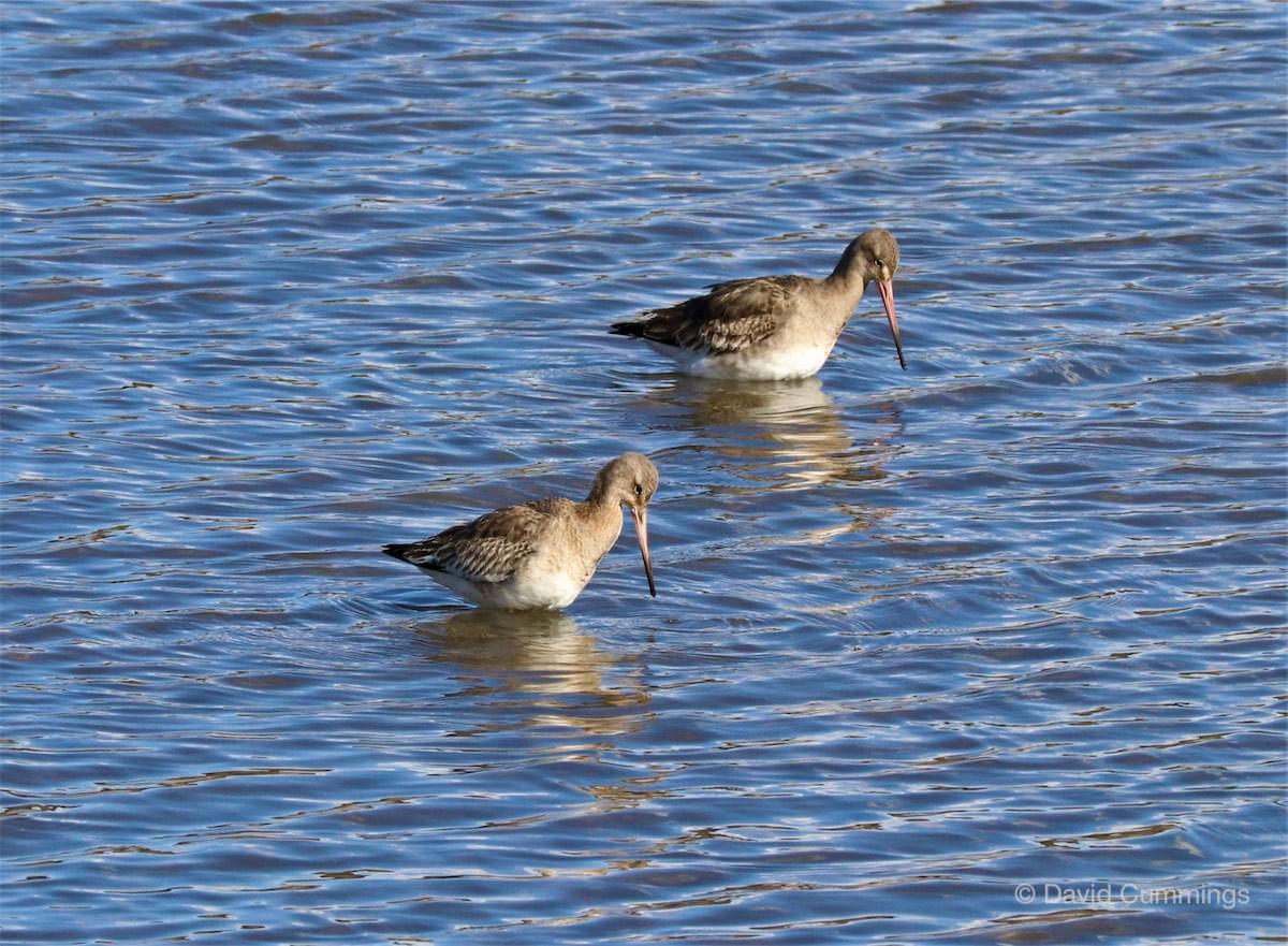 Godwits displaying