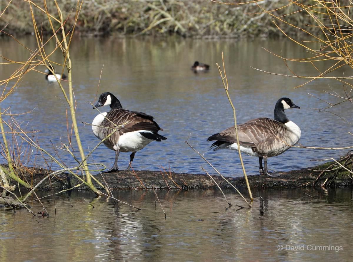 Canada Geese