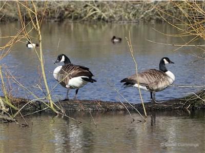  Canada Geese 