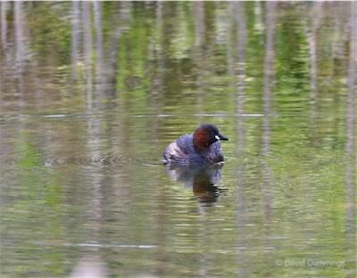  Little Grebe 