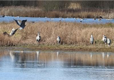  Grey Herons on the March 