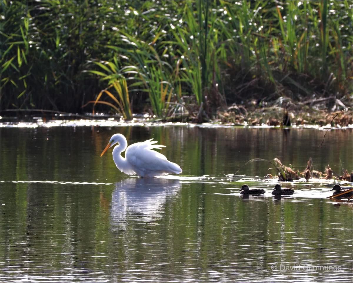 Grey White Egret