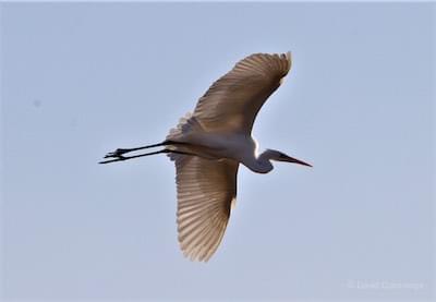  Great White Eghret in flight 