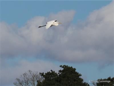  Great White Eaglet plying 