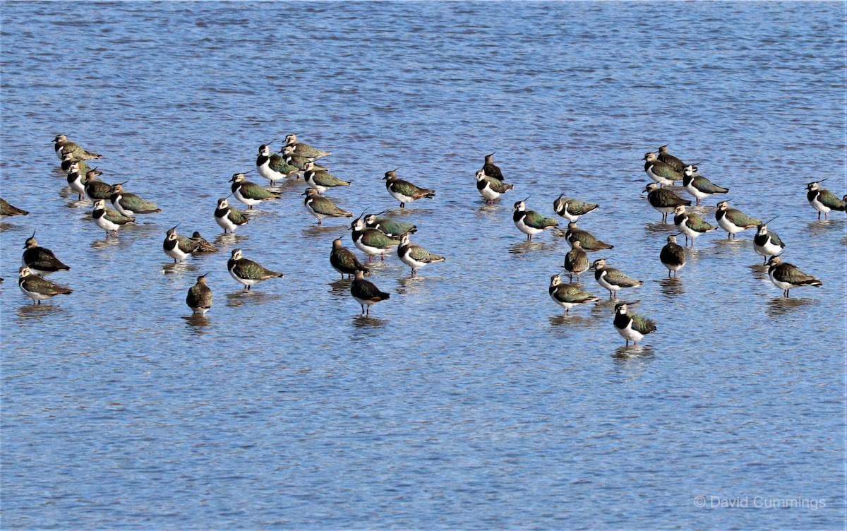 Lapwing flock