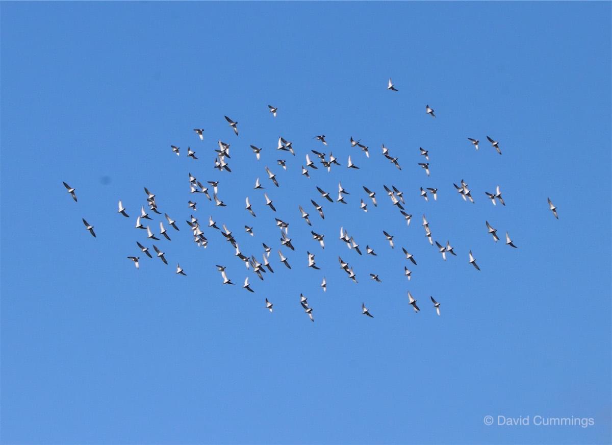 Dunlin in flight