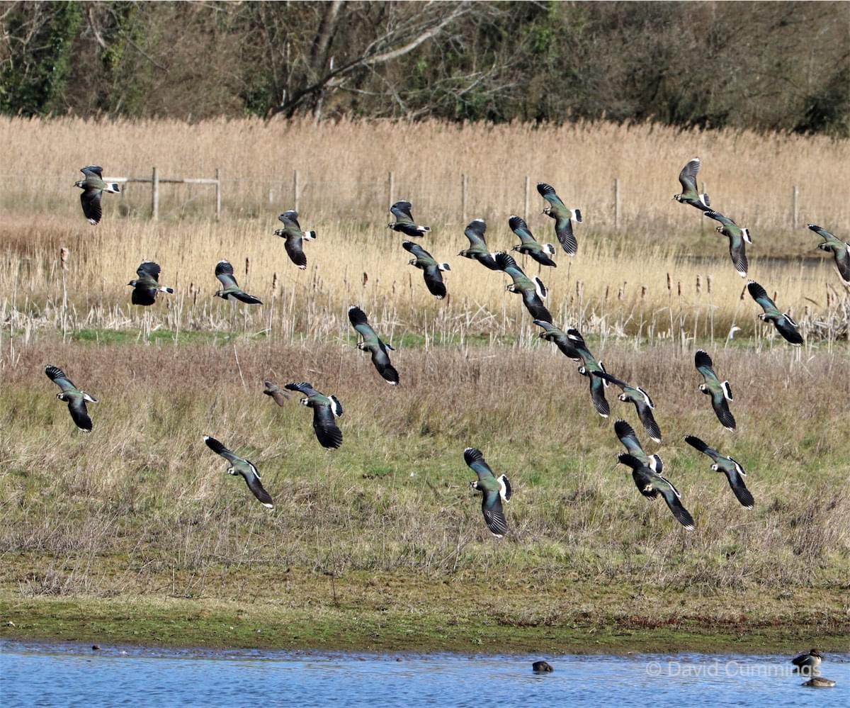 Lapwing in the air