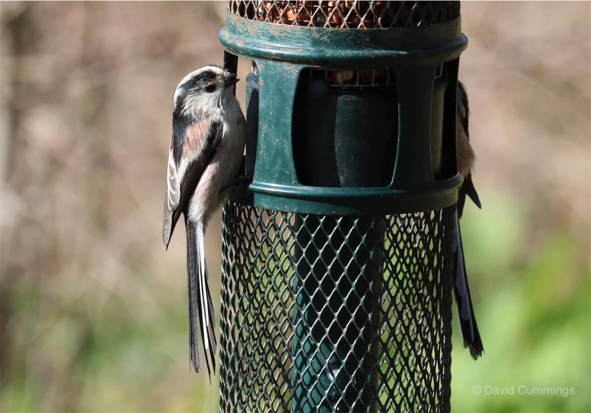 Long Tailed Tit