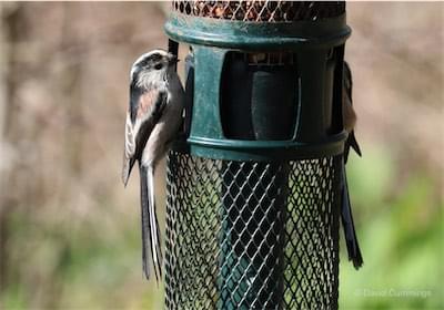  Long Tailed Tit 