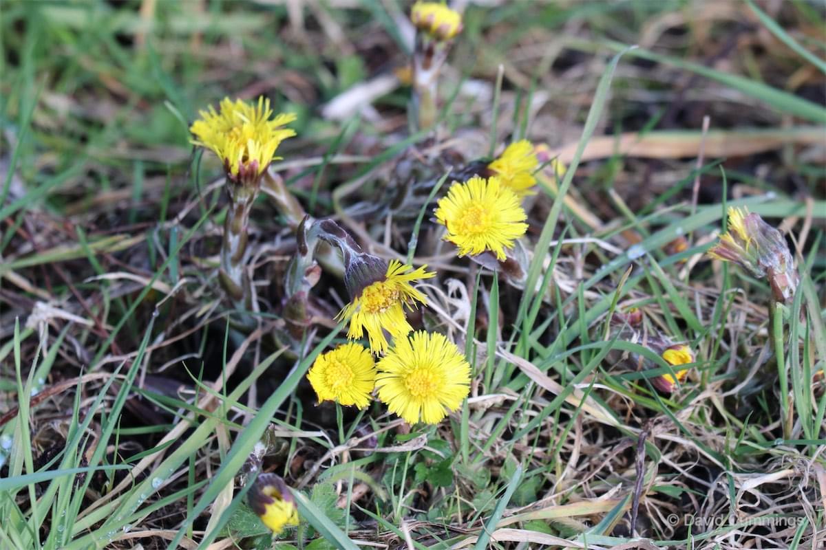 Coltsfoor flowers
