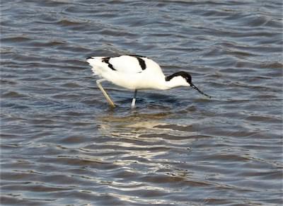  Avocet at Burton 