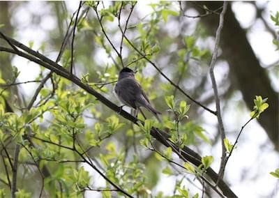  Black Cap 