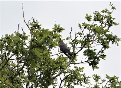  Cuckoo 