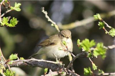  Chiff Chaff 