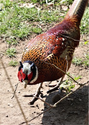  Male Pheasant at Burton 