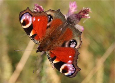  Peacock Butterfly 