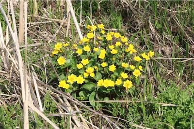  King Cups or Marsh Marigolds 