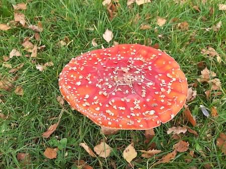 Fly agaric in Woodfields Christleton