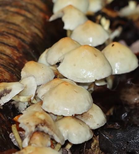 Common Bonnet Fungi