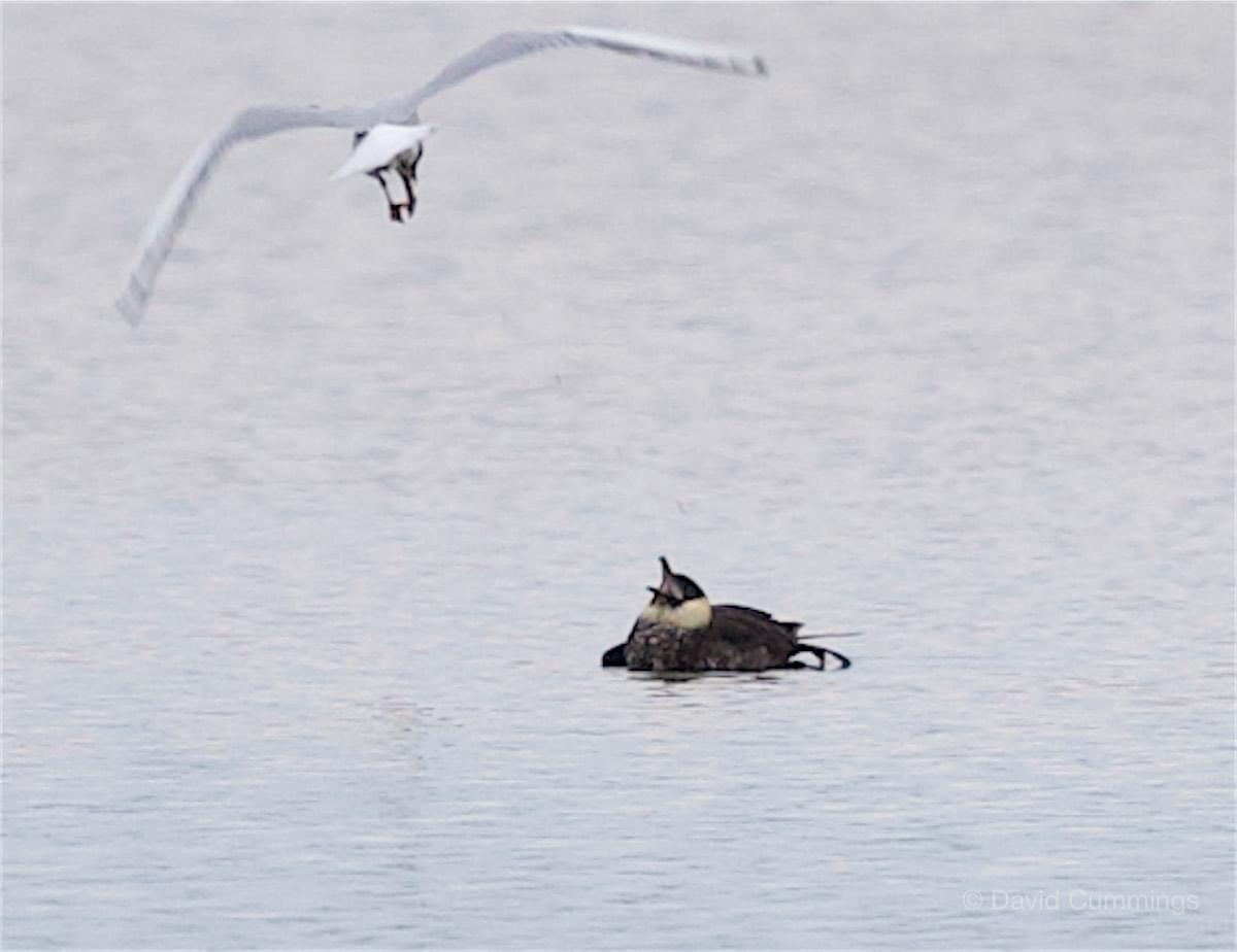 Skua at Hockenhull