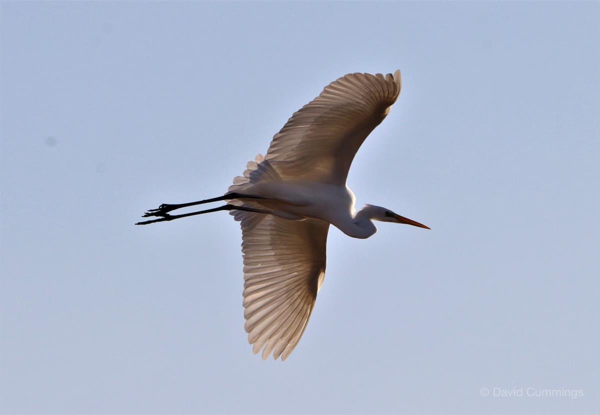 Great White Egret