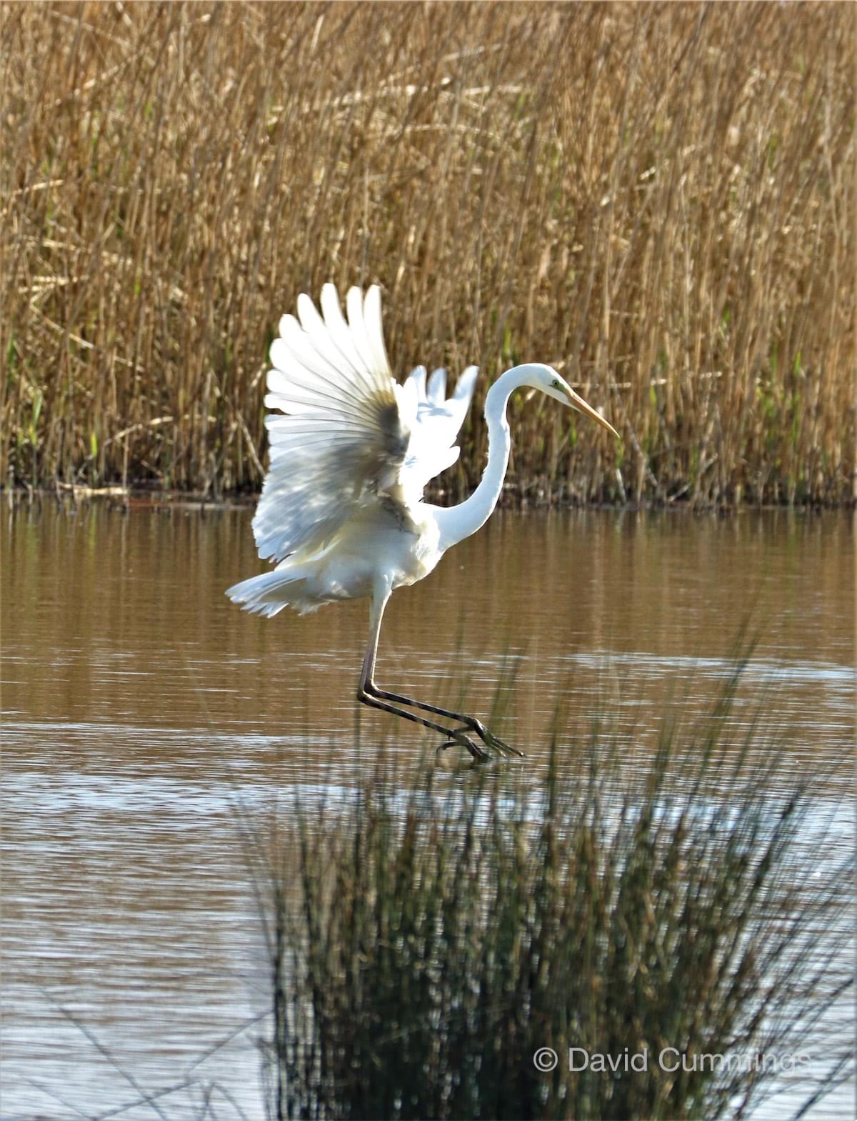Great White Egret