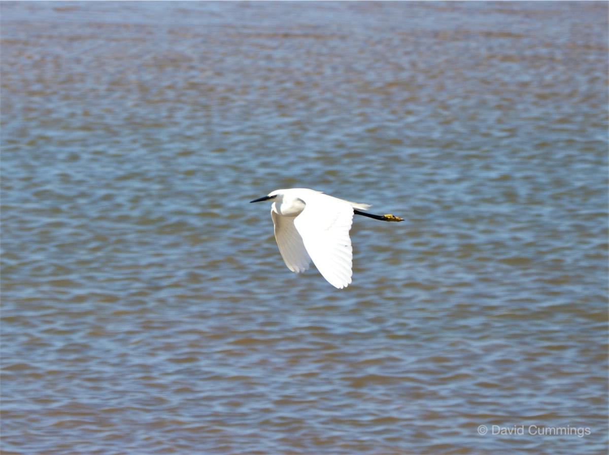 Little Egret