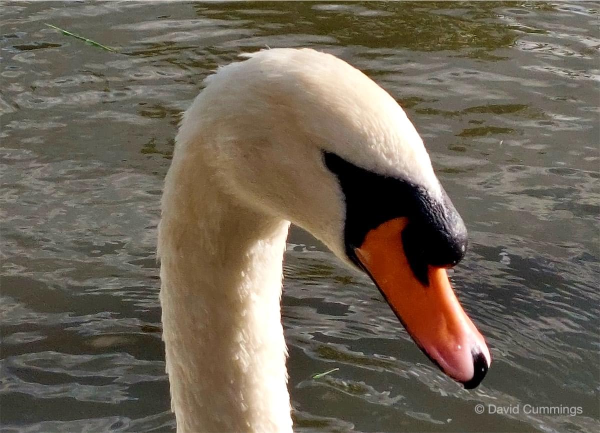 Mute Swan