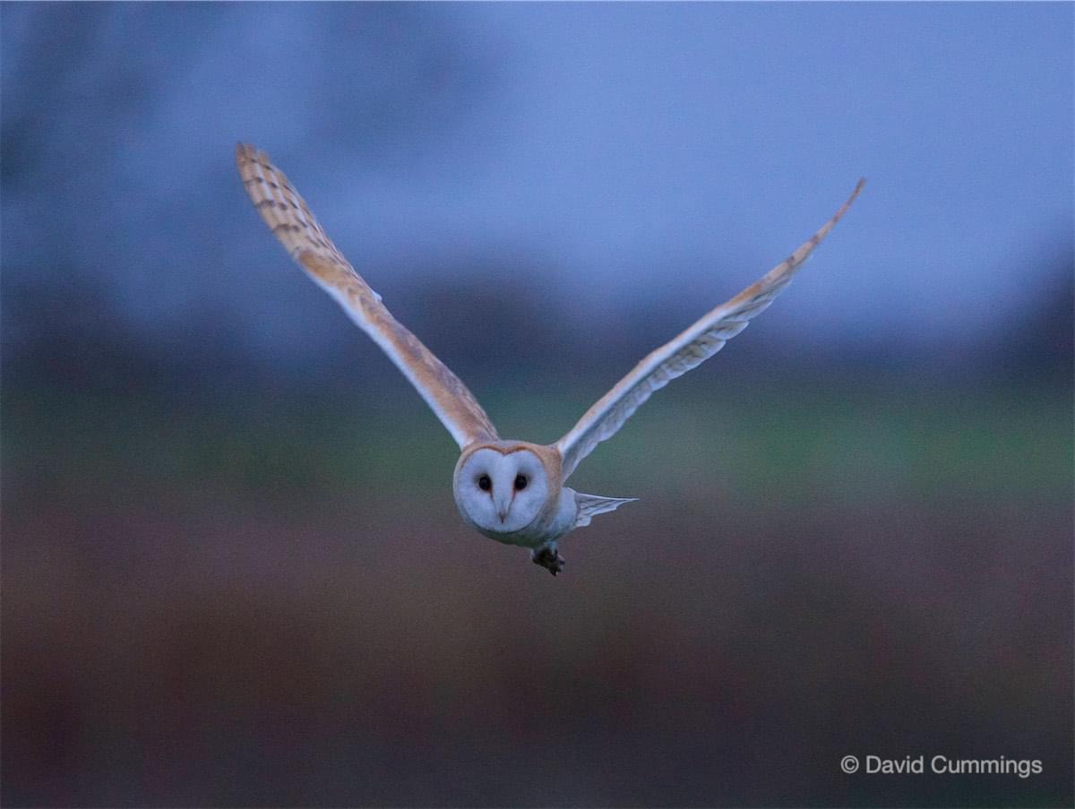 Barn Owl at Hockenhull