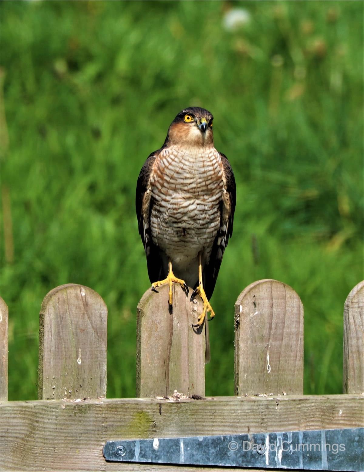Sparrowhawk at Croft Cose, Waverton