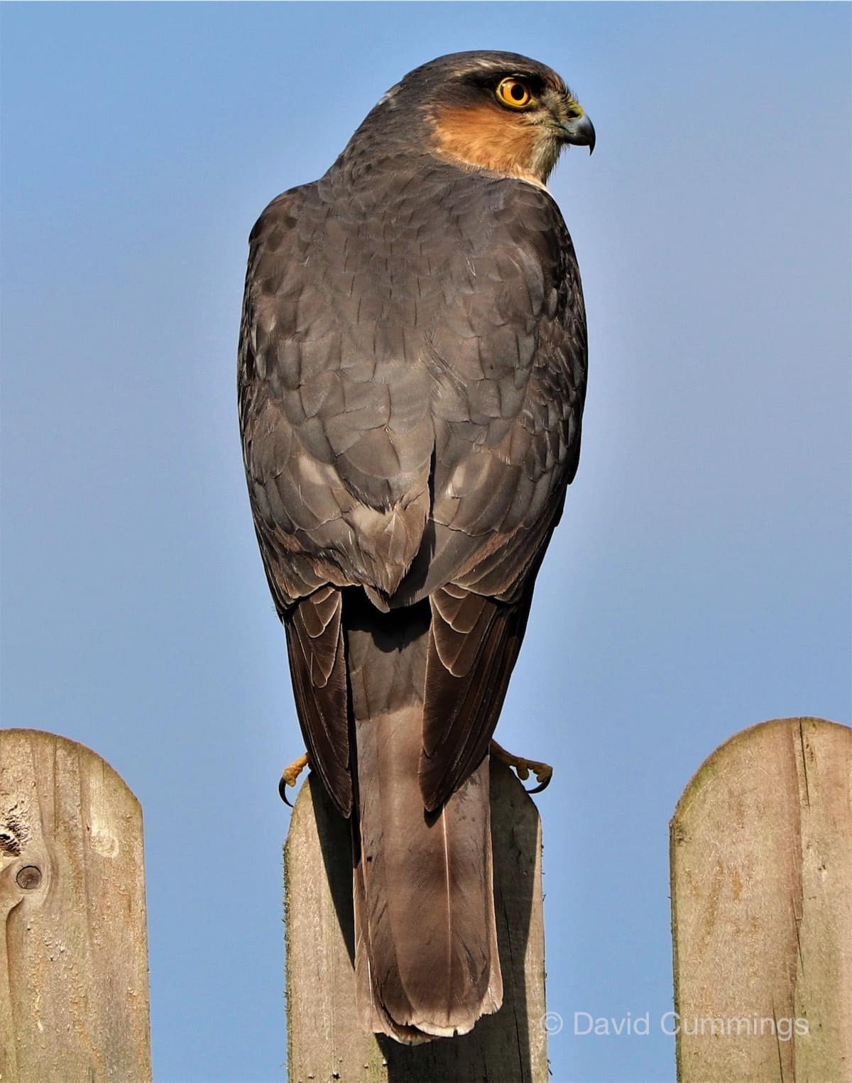 Sparrowhawk at Croft Cose, Waverton