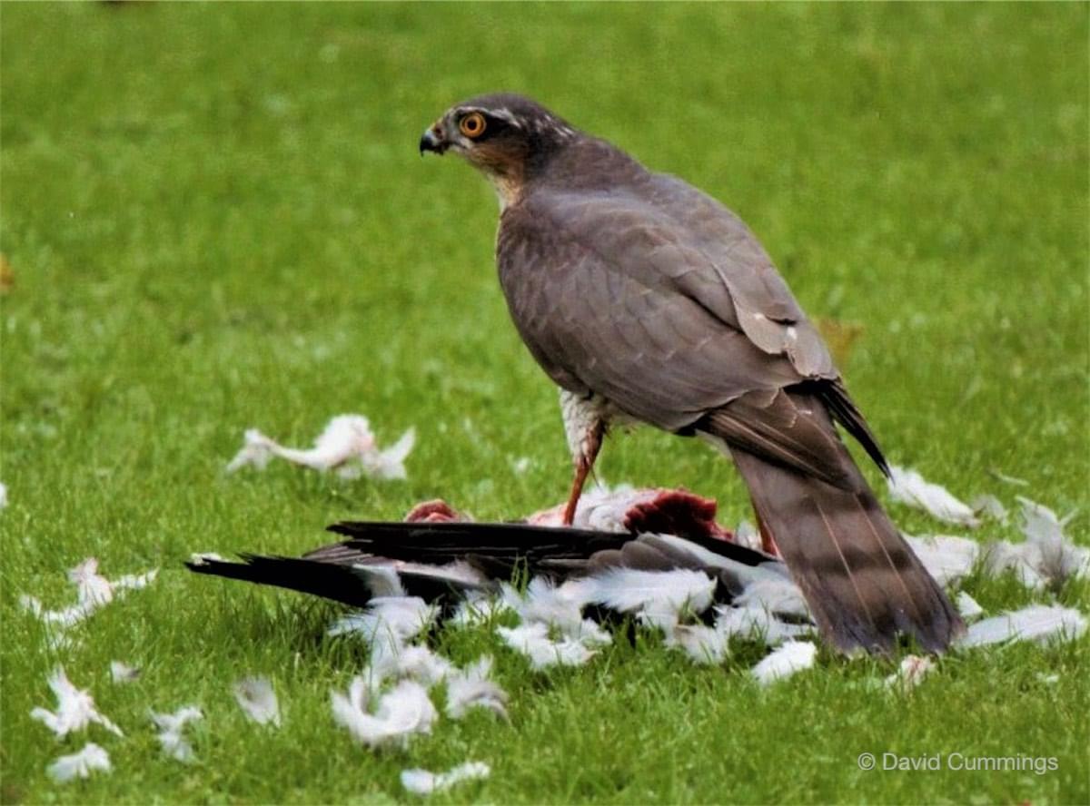 Sparrowhawk - female