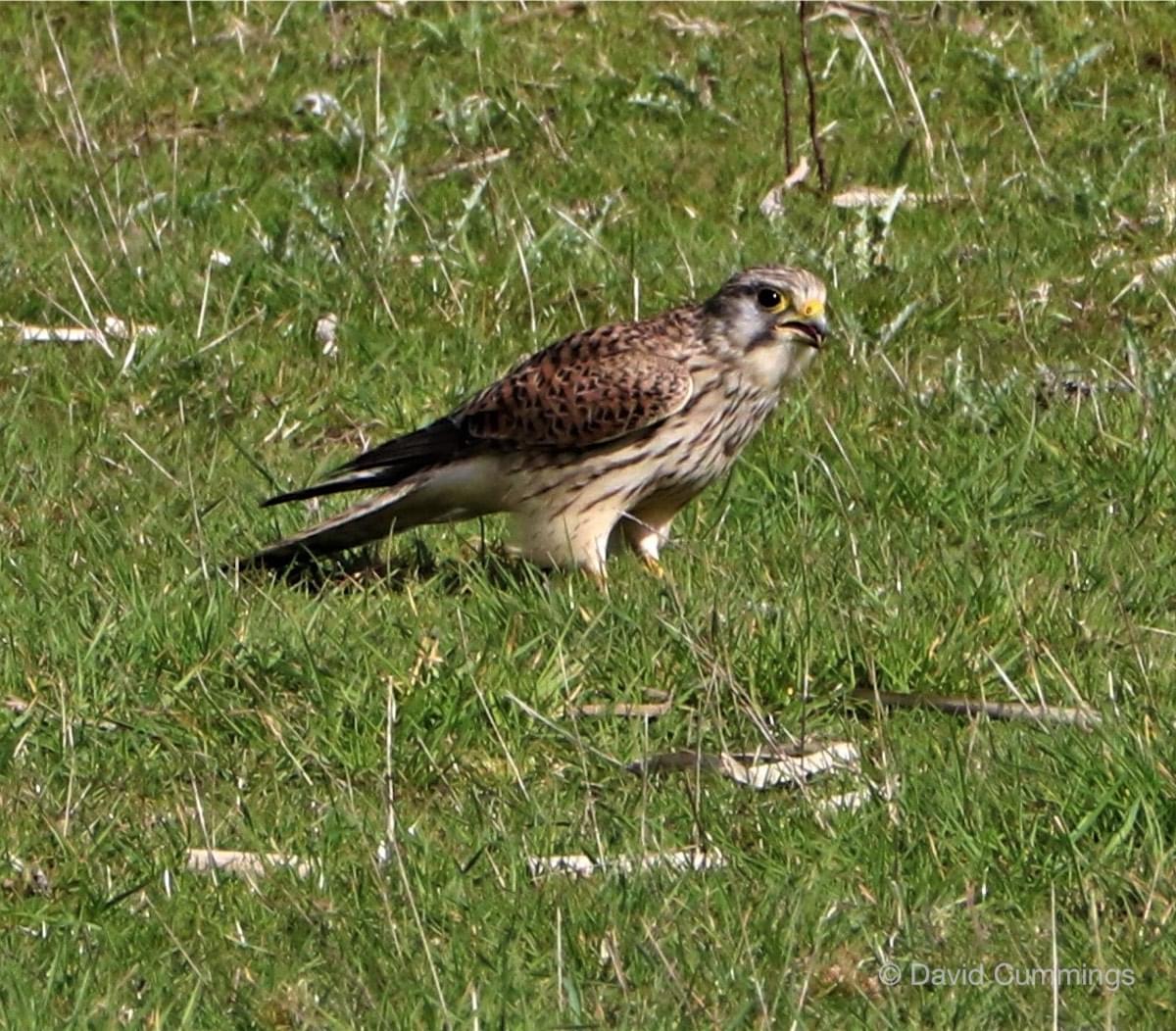 Kestrel