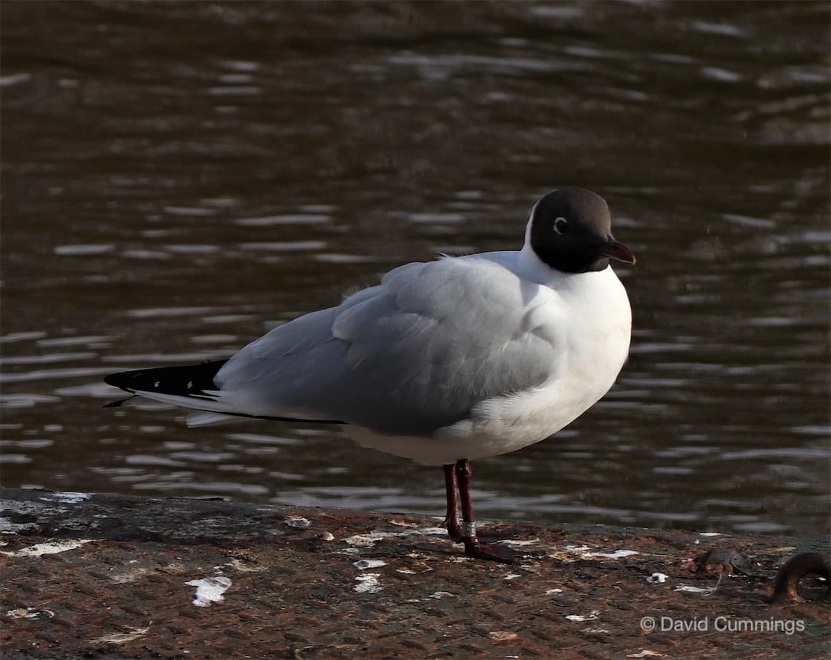 Black headded Gull at Chester