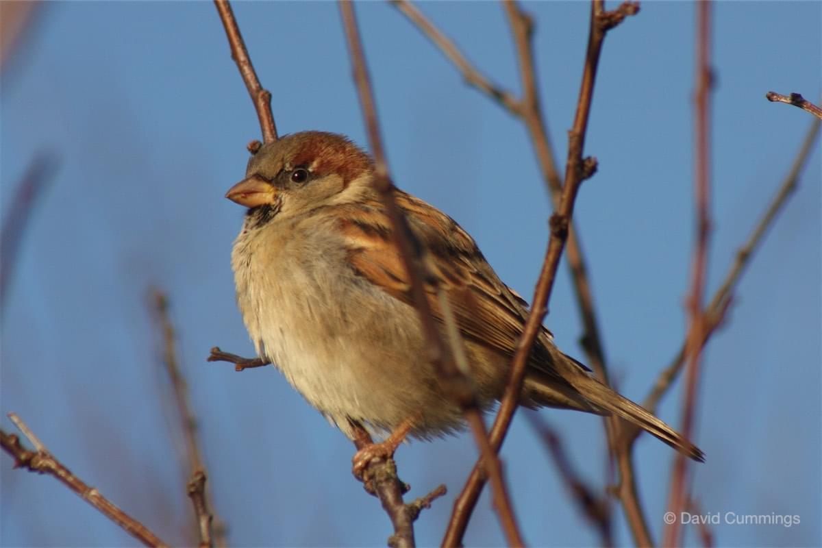House Sparrow