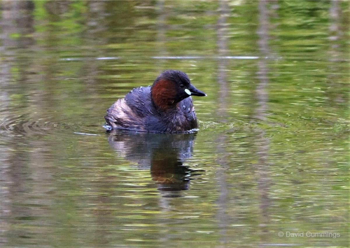 Little Grebe