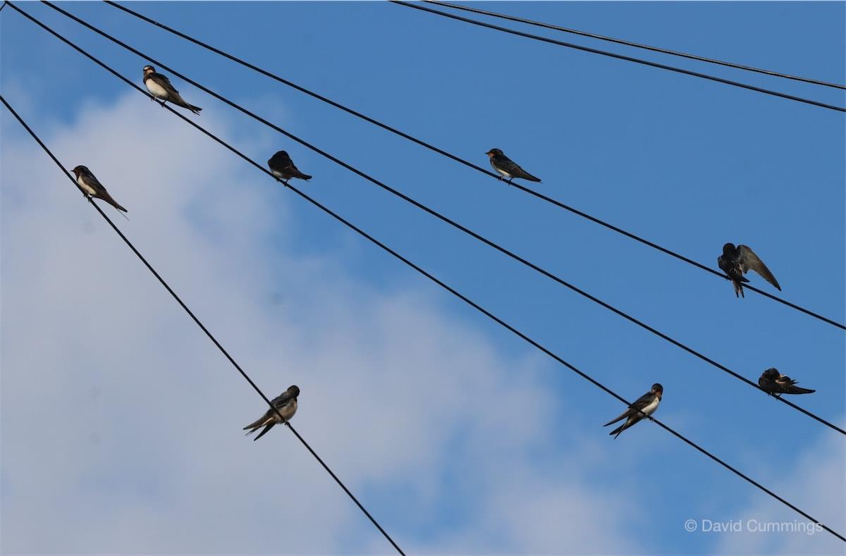 Swallows at Croft Close, Waverton