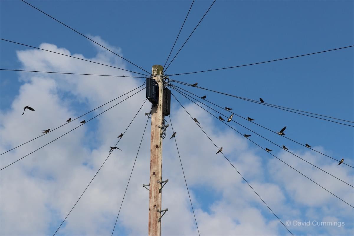 Swallows at Croft Close, Waverton