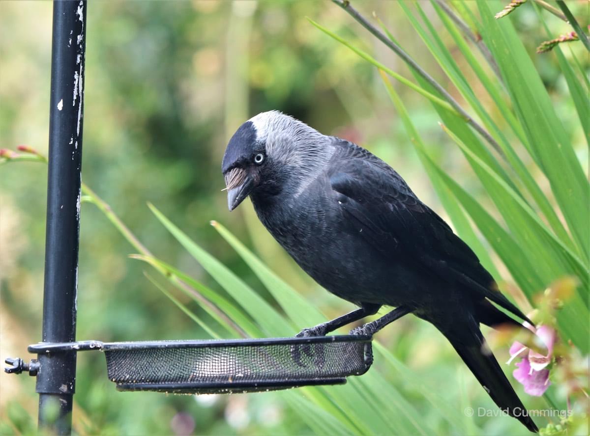 Jackdaw