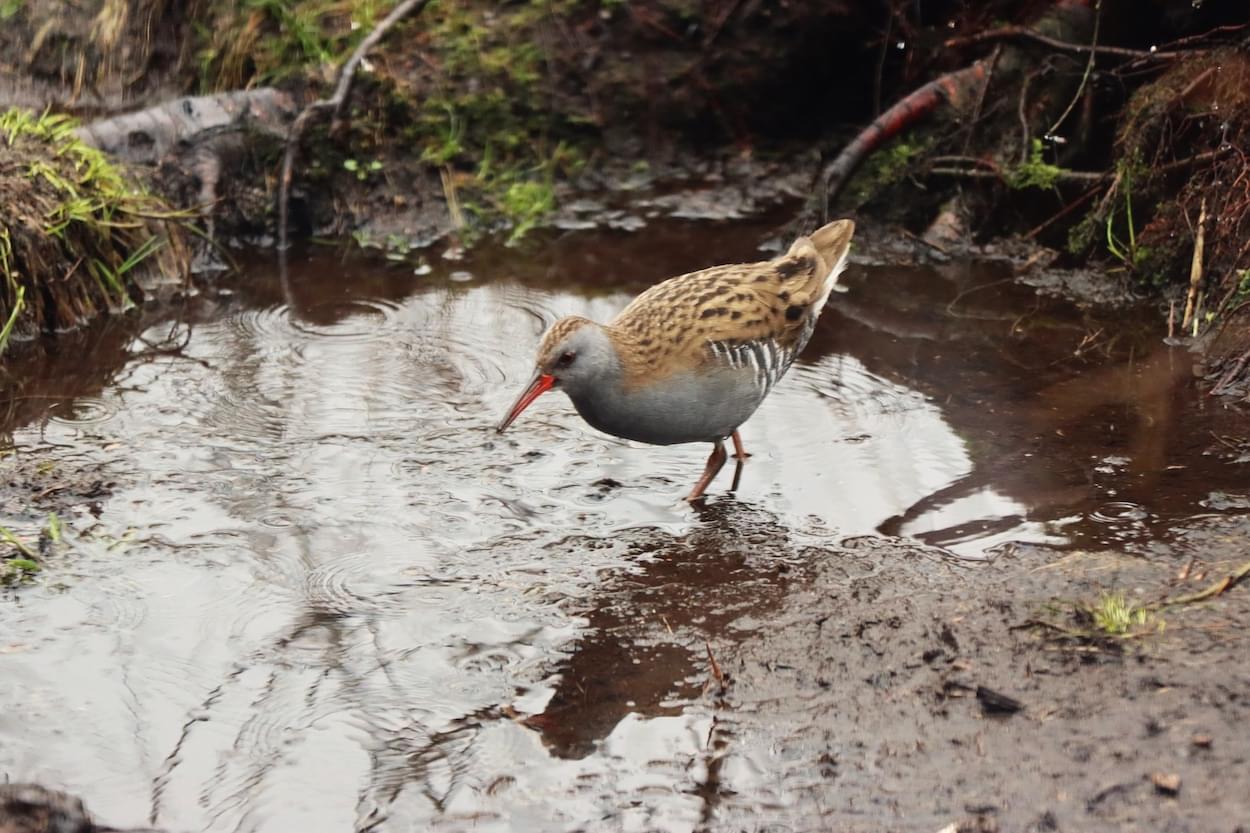 Water Rail  Water Rail