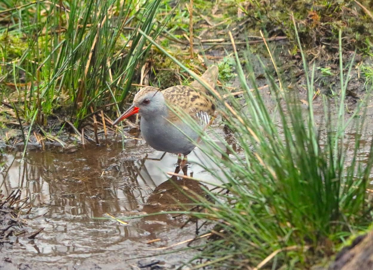 Water Rail  Water Rail