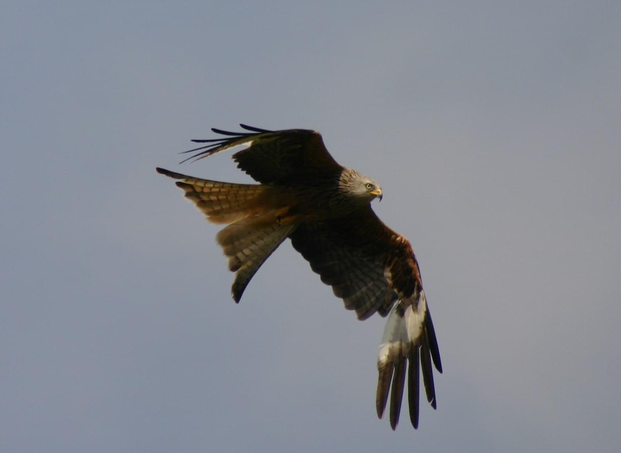 Red Kite  Red Kite
